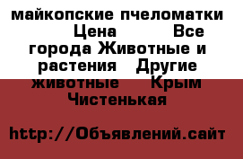  майкопские пчеломатки F-1  › Цена ­ 800 - Все города Животные и растения » Другие животные   . Крым,Чистенькая